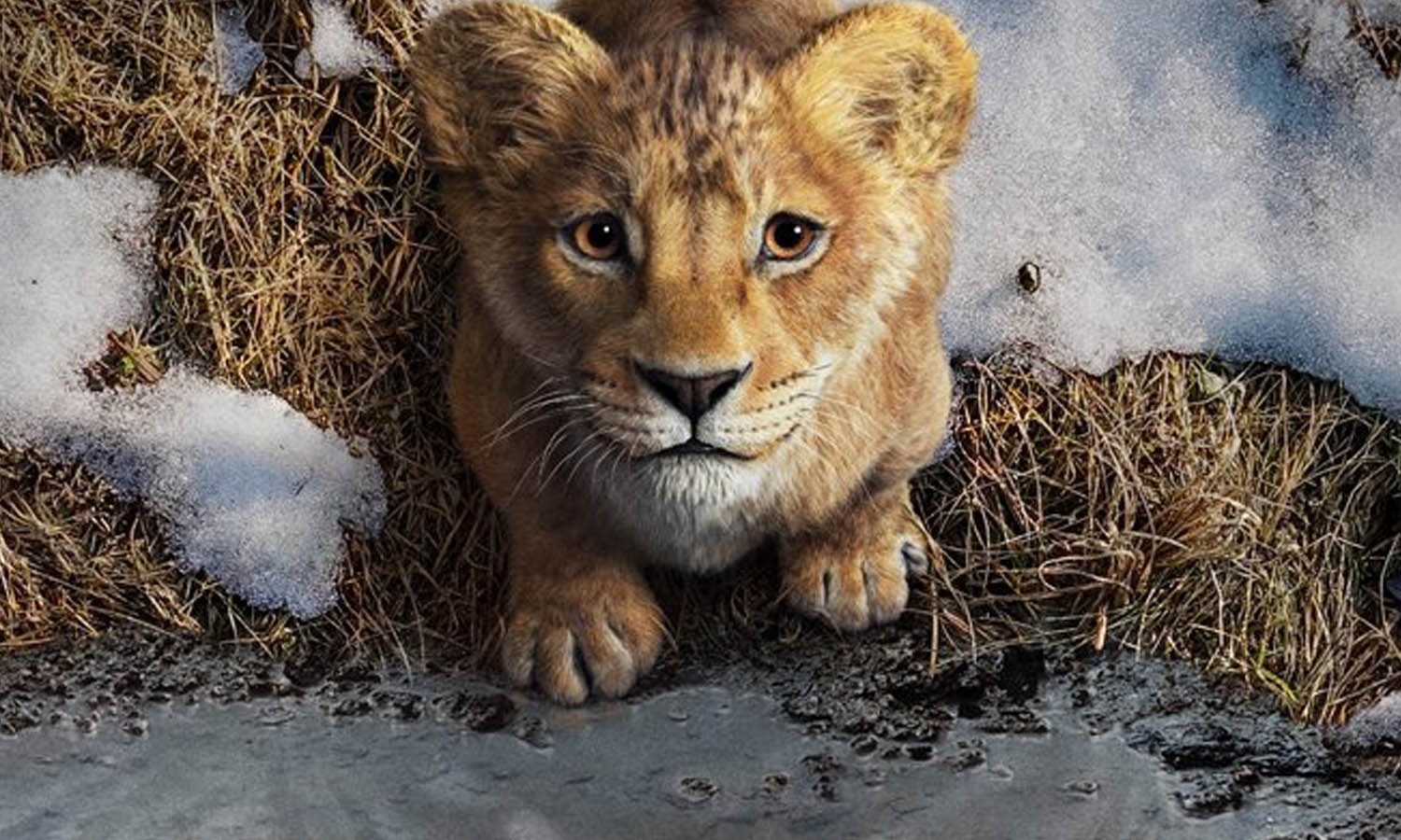 Mufasa lionceau, yeux ambrés tournés vers l’objectif, au bord d’une flaque